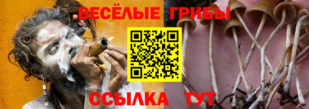 Тулун  Галлюциногенные грибы Cubensis  Вход с VPN 